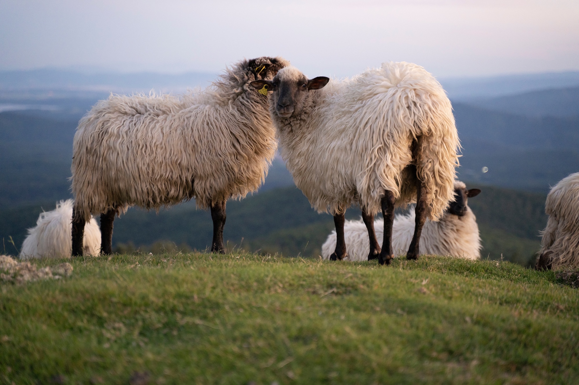 moutons pays basque dorrondeguy
